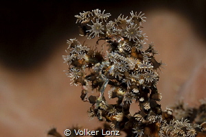 Decorated crab by Volker Lonz 